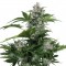 Насіння Auto Wild Dwarf Feminised