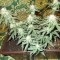 Насіння Auto Wild Dwarf Feminised
