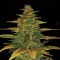 Насіння Auto Wild Dwarf Feminised