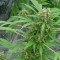 Насіння Early Top Skunk Feminised