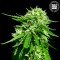 Good Wild Shark CBD 