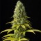 Good Wild Shark CBD 