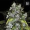 Good Wild Shark CBD 