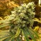 Насіння Sour Diesel Feminised