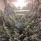 Насіння Sour Diesel Feminised