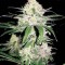 Насіння Special Crystal Haze Feminised