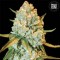 Насіння Special Crystal Haze Feminised