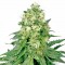 Насіння White Widow Feminised