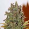 Насіння White Widow Feminised