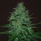Насіння Auto Amnesia Haze Feminised