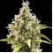 Насіння Auto Amnesia Platinum Feminised