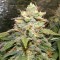 Насіння Auto Bigger Bud Feminised