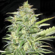 Auto Lime Skunk Feminised