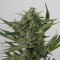 Насіння Auto OG Kush Feminised