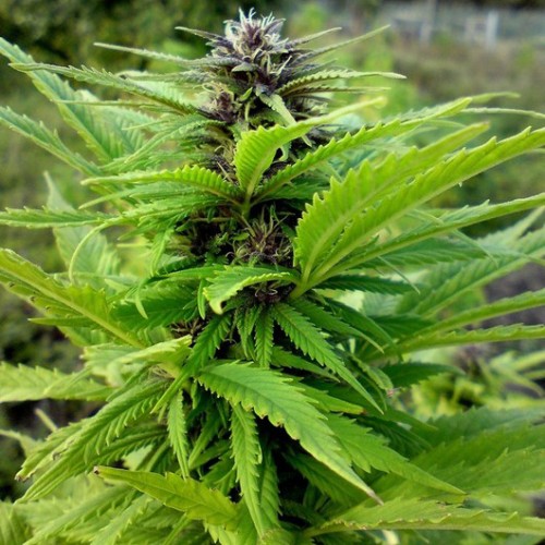 Насіння Auto Original Orange Bud Feminised