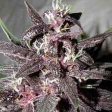 Насіння Auto Purple Glam Kush Feminised