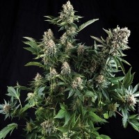 Насіння Auto White Widow Feminised