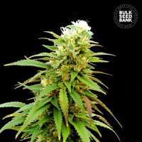 Auto Zkittly Zi Zi Feminised