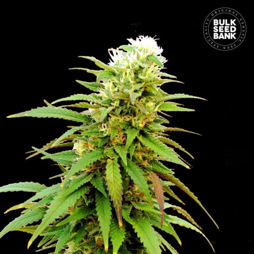 Auto Zkittly Zi Zi Feminised