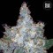 Насіння Auto Blueberry Berry Feminised