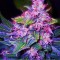 Насіння Auto Blueberry Berry Feminised