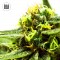 Насіння Nepal Gold CBD