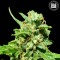 Насіння Nepal Gold CBD