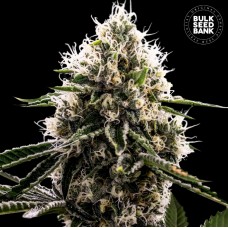 Dosidos Rocketos Feminised seeds