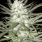 Насіння Early Top Skunk Feminised
