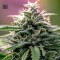 Good Wild Shark CBD 