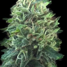 Green Scout Cookies Feminised