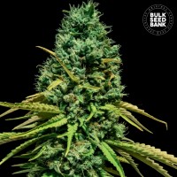 Hell Bells OG Feminised
