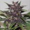 Насіння Auto Purple Glam Kush Feminised