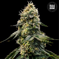 Runtz Gluntz Feminised seeds