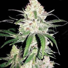 Насіння Special Lime Haze Feminised