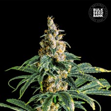 Zkittly Zi Zi Feminised seeds