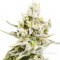 Насіння Auto Carpathian White Witch Feminised