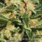 Насіння Auto Kush Feminised