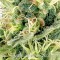 Насіння Auto Northern Lights Feminised