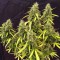 Насіння Auto Northern Lights Feminised