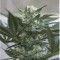 Насіння Auto Kush Feminised