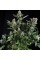 Насіння Auto White Widow Feminised Carpathians Seeds