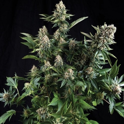Насіння Auto White Widow Feminised Carpathians Seeds