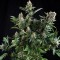 Насіння Auto White Widow Feminised Carpathians Seeds