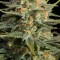 Насіння CBD Amnesia Feminised