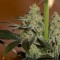 Насіння CBD Amnesia Feminised