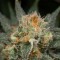 Насіння CBD Amnesia Feminised
