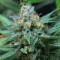 Насіння Amnesia Kush Feminised