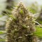 Насіння Amnesia Kush Feminised