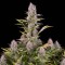 Насіння Amnesia Kush Feminised